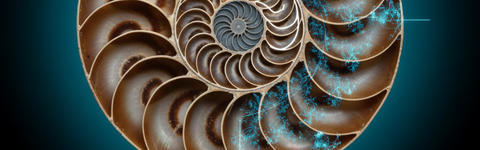 La Bio-Inspiration : Quand les Coquillages Dessinent le Futur de l'Innovation