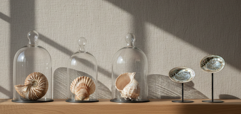 Exposer ses Coquillages : L'Art de Sublimer les Trésors de l'Océan