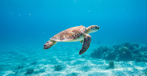 Courants Océaniques : Les Autoroutes Invisibles de notre Planète