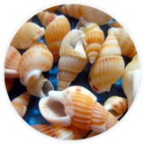 Lot de Coquillages Nasses Bruns Décoration et DIY (100 pièces)