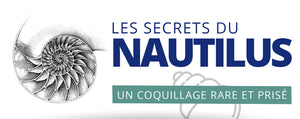Le Nautilus, les Secrets de ce Coquillage