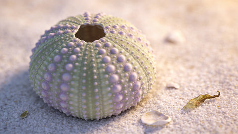 Coquilles d'Oursin : Géométrie Sacrée, Symbolique et Merveilles Cachées de la Nature