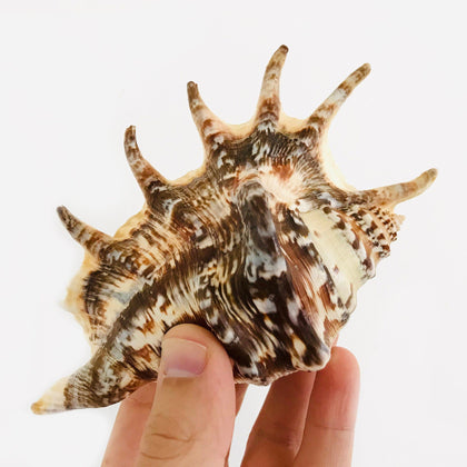 Collection Coquillages Décoratifs