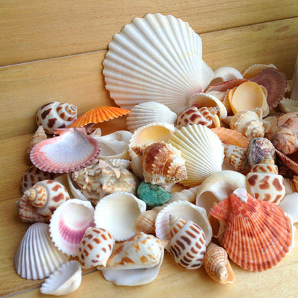 Décoration Coquillages