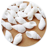 Lot de Coquillages Nasses Blancs Décoration et DIY (100 pièces)