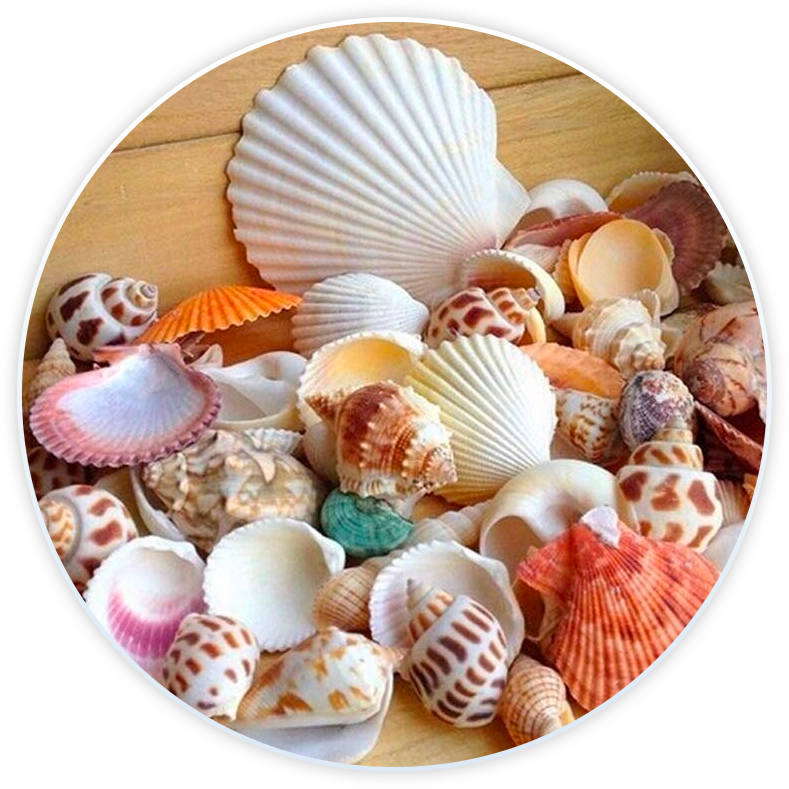 Accessoires De Plage étoile De Mer Et Coquillage Sur Fond En Bois 206